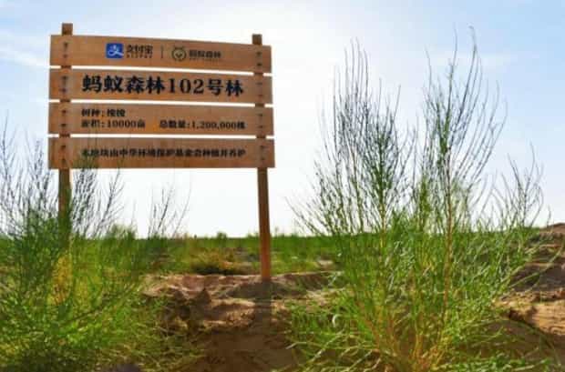 支付宝蚂蚁森林能量保护罩可以维持多久,是永久的吗 支付宝蚂蚁森林能量保护罩可以维持多久,是永久的吗